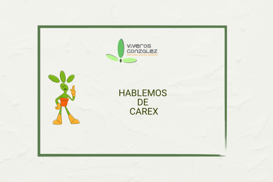 Hablemos de Carex 